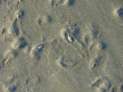 Olivella semistriata