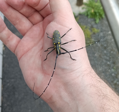 Yellow-spotted Longicorn Beetle