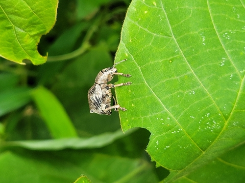 Episomus turritus