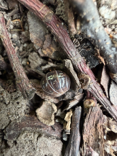Pillbugs