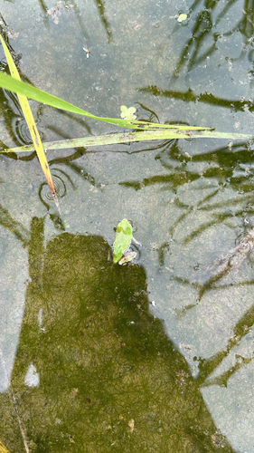 Eastern Japanese Tree Frog