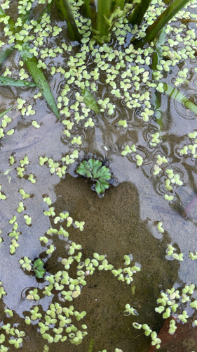 fringed heartwort