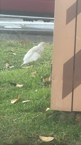 iNaturalist image
