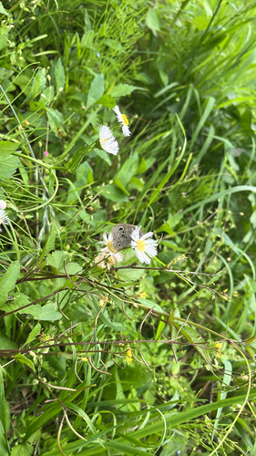 Common Fivering