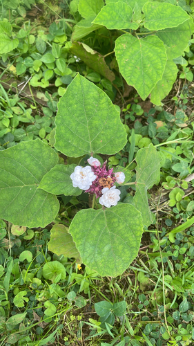 Clerodendrum chinense observed 2026-06-04