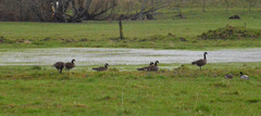 Branta canadensis occidentalis