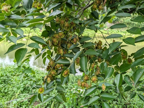 Pterocarpus vidalianus iNat (3)