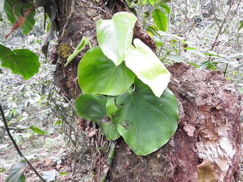 Monstera acuminata (Monstera acuminata)