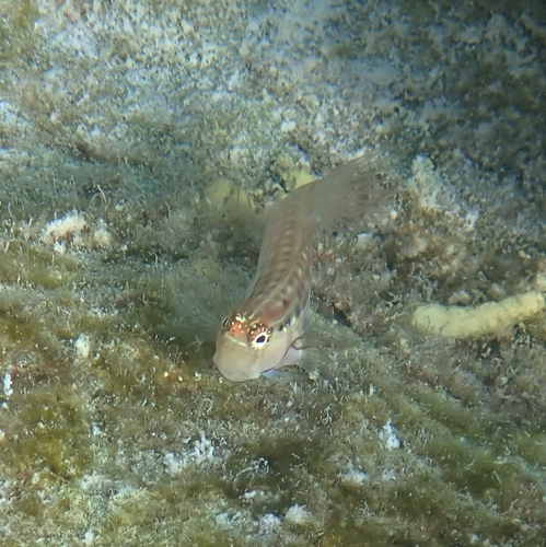 Ecsenius yaeyamaensis observed 2026-06-06