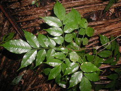 Dialium guianense