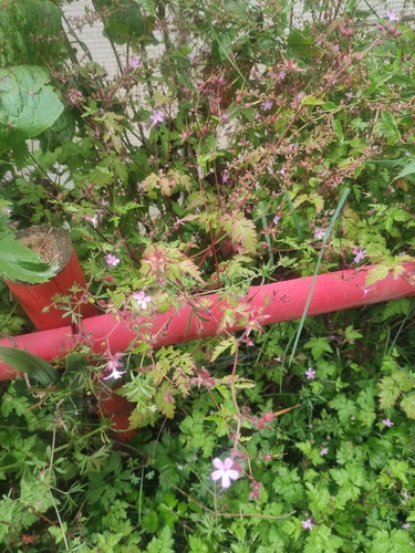 Herb Robert