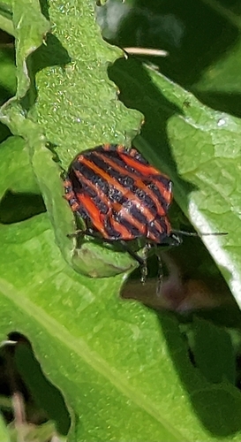 Continental Striped Shield Bug