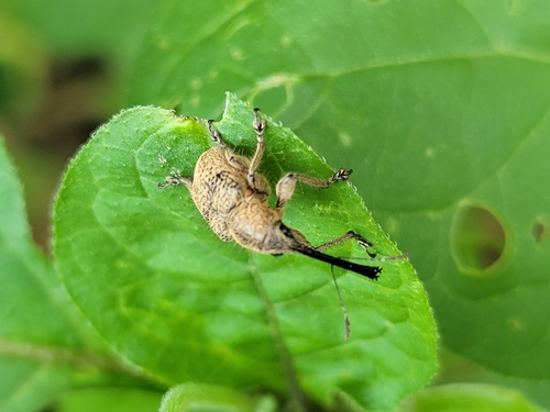 Cyllorhynchites ursulus