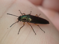 Acropteron