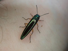 Acropteron