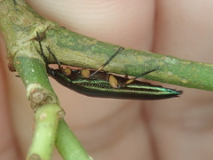Acropteron