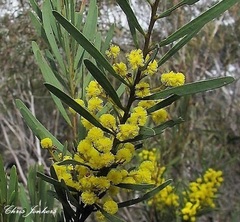 Acacia hamiltoniana