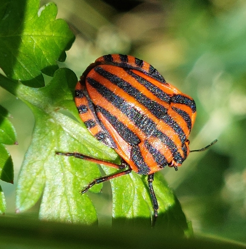 Continental Striped Shield Bug