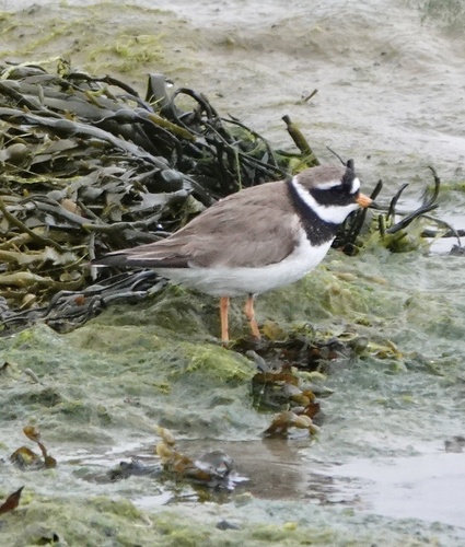 iNaturalist image