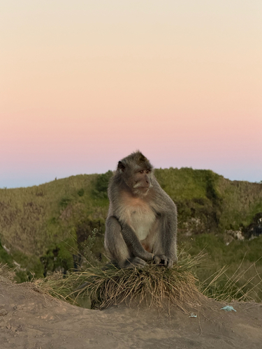 Long-tailed Macaque