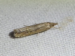 Euchromius