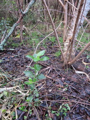 Coprosma macrocarpa minor