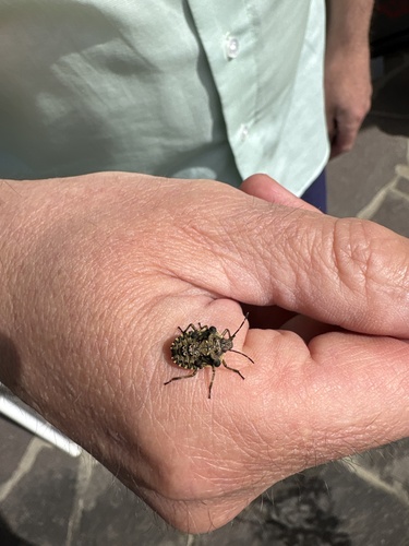 Forest Bug