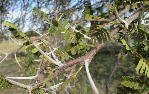 Robust Thorn