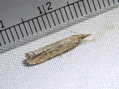 Euchromius