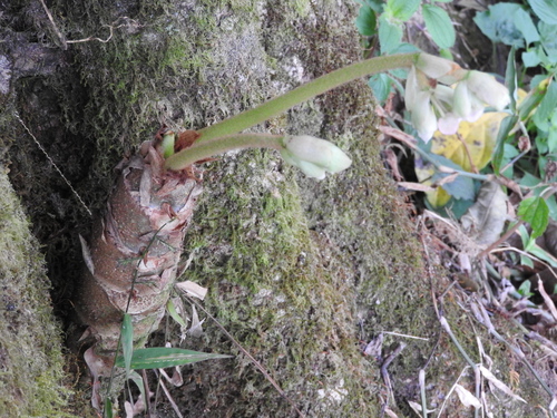 Begonia crassicaulis