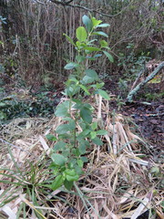 Coprosma macrocarpa minor