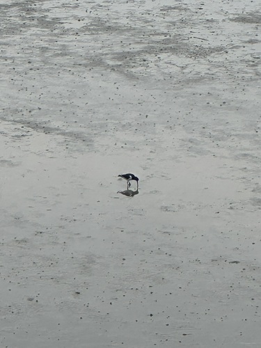 iNaturalist image