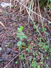 Coprosma macrocarpa minor