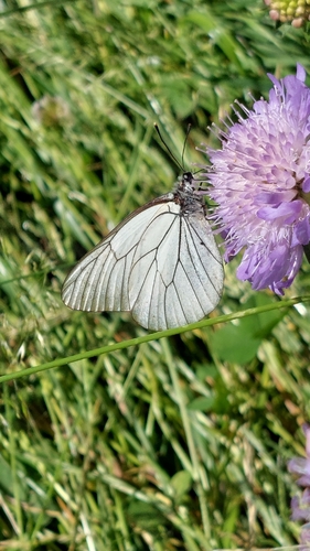 Black-veined White