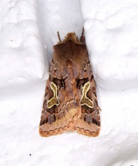 Cerastis enigmatica