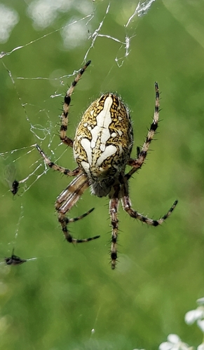 Oak Spider