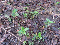 Coprosma macrocarpa minor