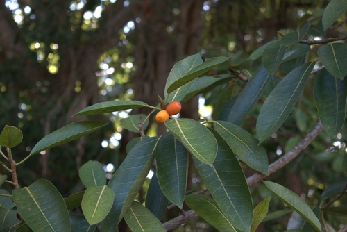 Ficus drupacea observed 2026-06-01