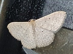 Scopula sublinearia
