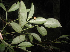 Faramea occidentalis