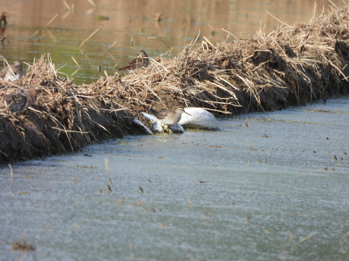 iNaturalist image