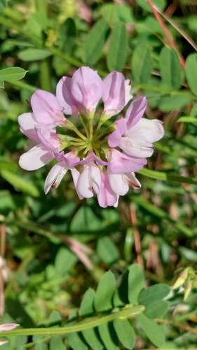 purple crownvetch