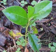 Coprosma macrocarpa minor