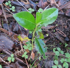 Coprosma macrocarpa minor