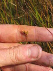 Juncus stygius