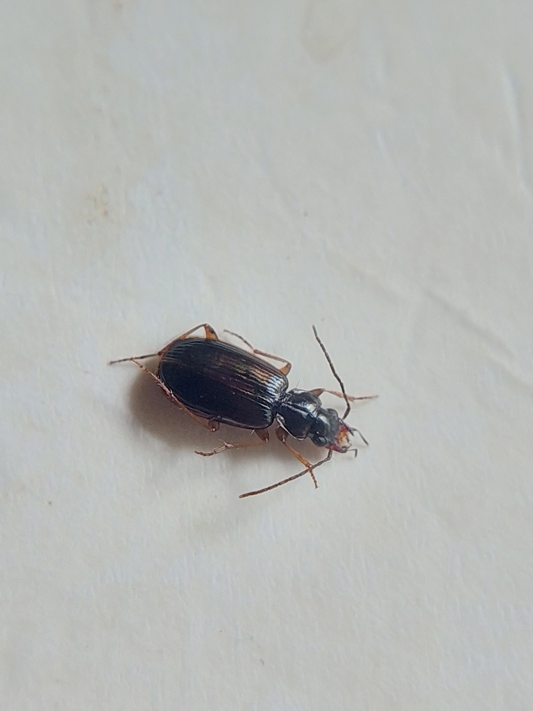 Badister peltatus