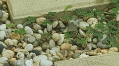 Zizina otis labradus