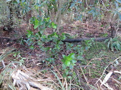 Coprosma macrocarpa minor