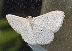 Scopula sublinearia