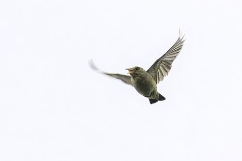 Rosy Starling
